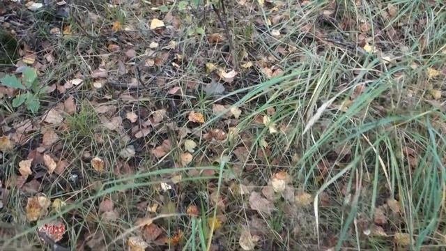 Сбор грибов осенью. Грибное разнообразие