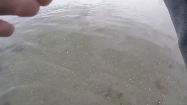 LÆR AT FANGE HORNFISK - TRICKS & GODE RÅD!