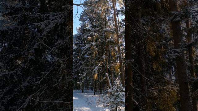 Природа. Зимний лес. ❄️🌲