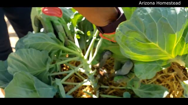Pruning Brussel Sprouts for maximum harvest yield.