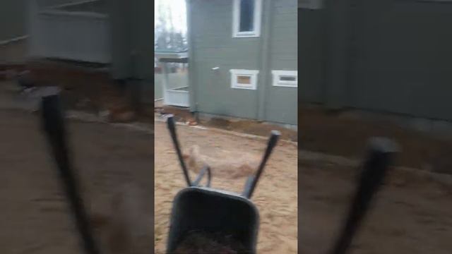 #мох  как правильно сажать мох