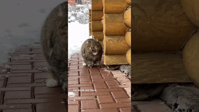 27 Кошачий волкодав , #кот  #кошка #котёнок #котики