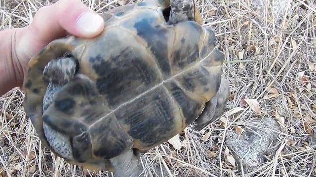 Средиземноморская черепаха  Testudo graeca  Spur-thighed tortoise