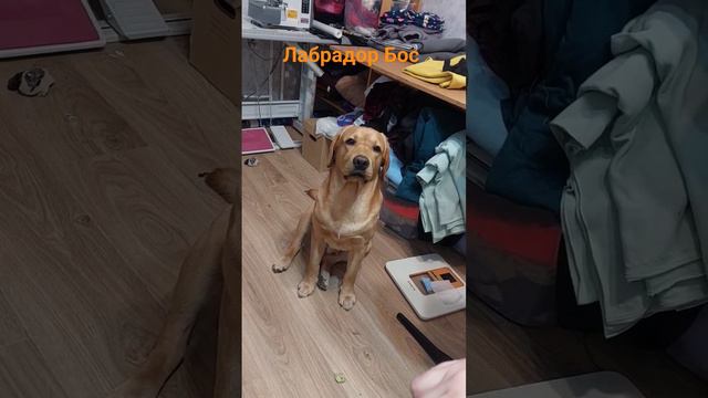 лабрадор Бос #лабрадор #домашниеживотные #питомец #собака #играем #лабрадорретривер #босс