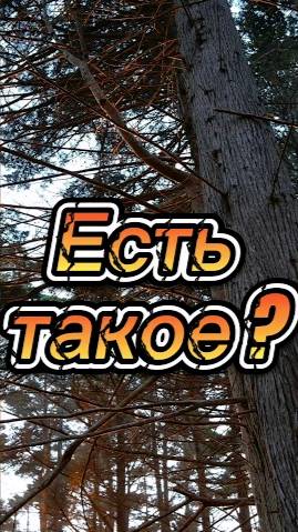 Есть такое ?