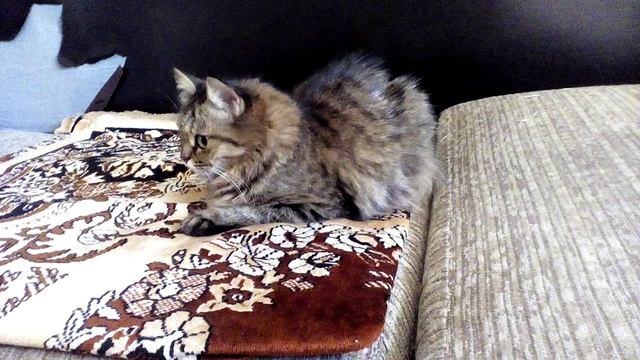Драка кошек. Дизайнерский диван от кошек