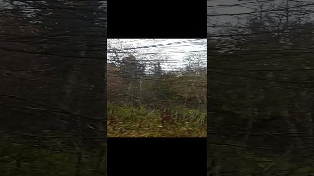 05.10.2023г. тайга