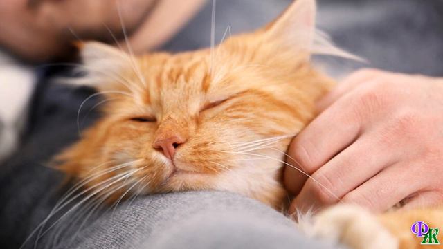 Длинная шерсть плюс куцая маечка – путь к женскому счастью