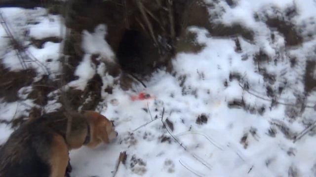 Первая лиса молодых собак. Подранок уходит в нору. Злой папа отбирает у Шельмы зайца.