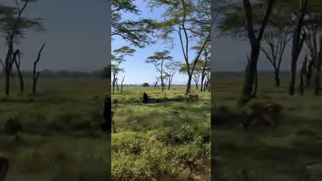 Кения. Kenya. 肯尼亚。