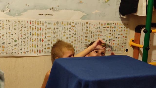 Саша и Гена. Домашнее шоу "Дельфинарий КИТ"