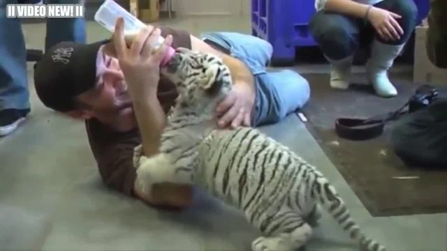 Милые Маленькие Тигры Видео Подборка