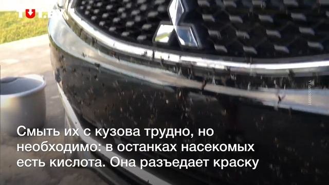Нашествие насекомых во Флориде: толстоножки заполонили штат