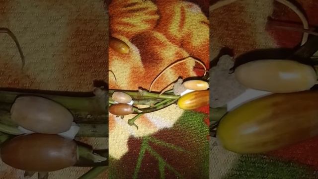 как красиво сделать поделку из лозы и желудей