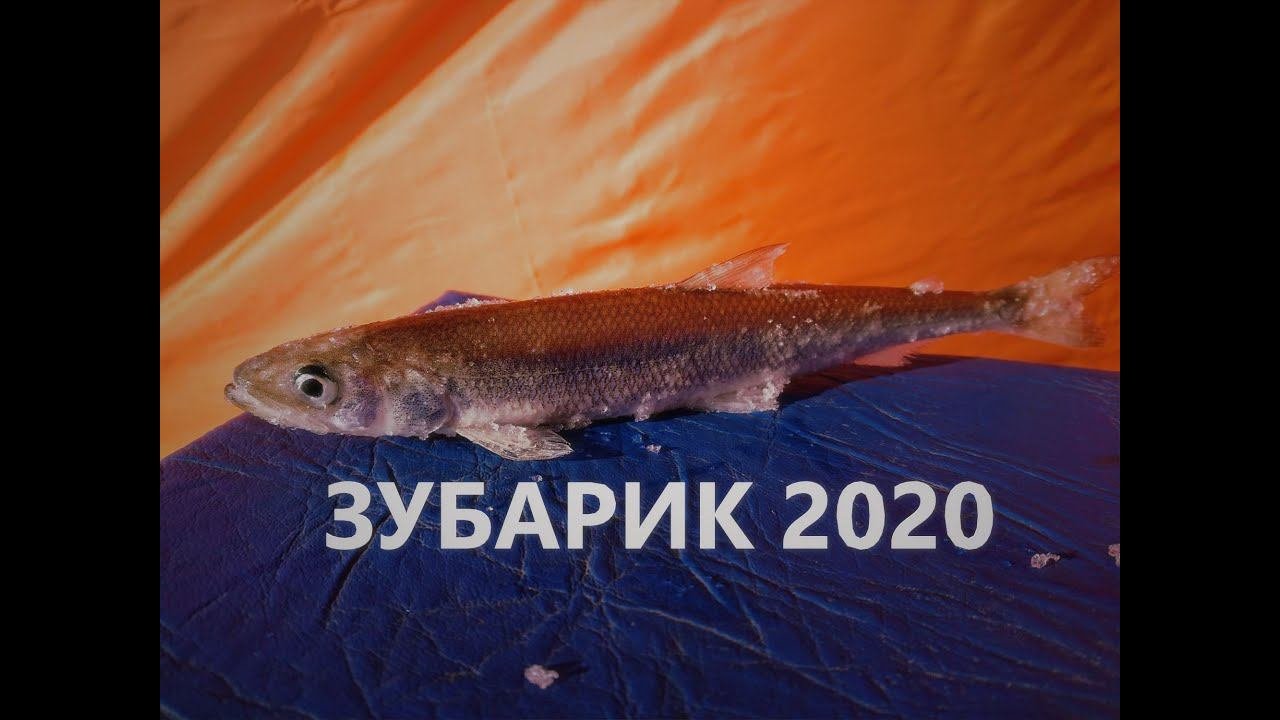 Зубарик в Амурском заливе. Отчет о рыбалке.