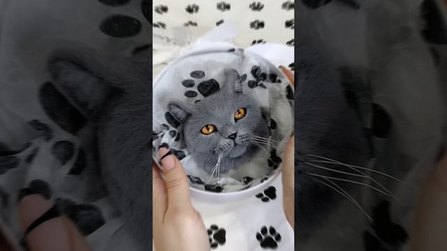 С радостью создам портрет вашего питомца!