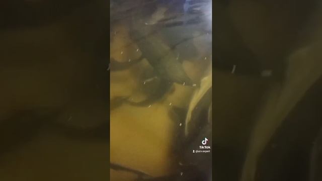 Ленский осетр + Калуга. ЛенКа