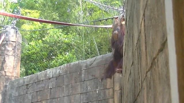 ?4/???SC.USA. ПРОГУЛЯЙТЕСЬ СО МНОЙ .MAY 2019.ЗООПАРК .  GREENVILLE  ZOO.