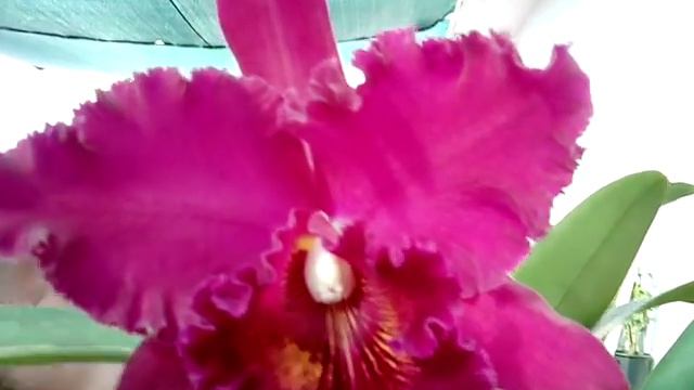 Muda Orquídea Blc Chia Lin New City Adulta Vermelho Intenso