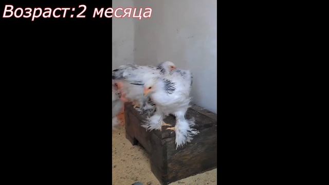 Цыплята Брамы Колумбийской №2 (Прошел Месяц)