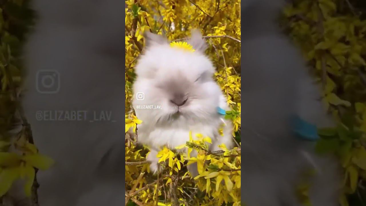 Весна и кролик  Апрель зайчик мой  Снежок. #кролик #весна