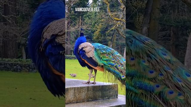Local Birds Exploring the Park in British Columbia, Canada 🦚