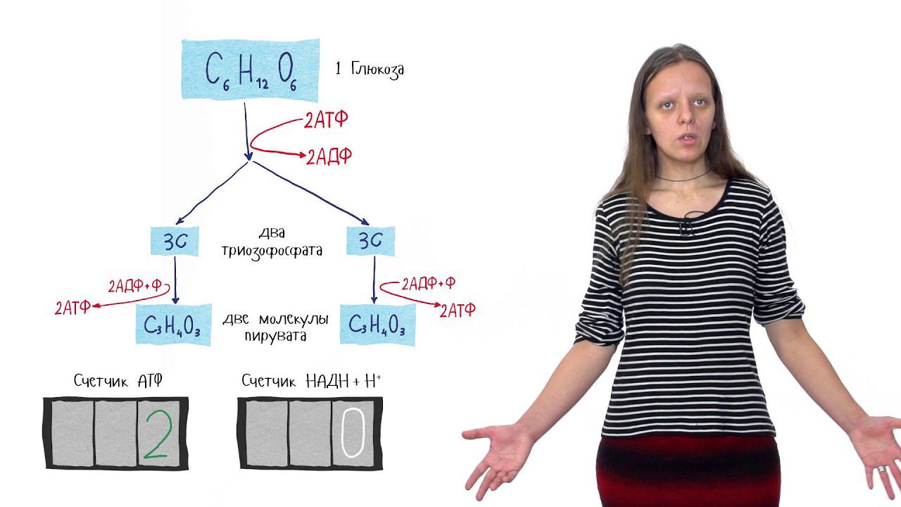 Клеточное дыхание. Лекция 1. Часть 2. Гликолиз и брожение