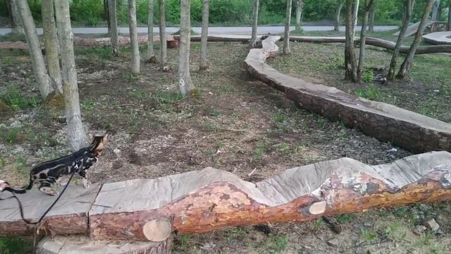Дрессировка кошек. Бенгальская кошка. Джессика