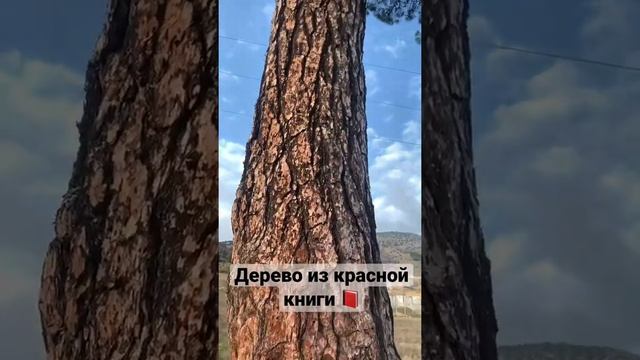 Дерево в красной книге, Крым б, очень красивое #shorts #рекомендации #тикток #love #live #r