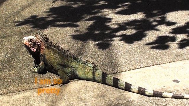 Я такая привлекательная