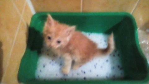 Котёнок с весом 100гр,/с тяжёлым прошлым/хочет понять меня/приучаю к лодку./?