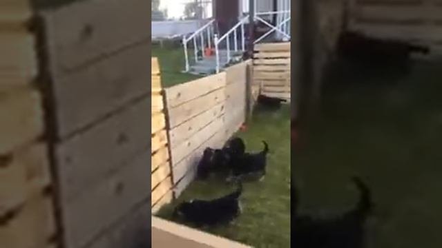 щенки д.р. 11.06.2018 Фрэд Войбор & Женева, Московская область