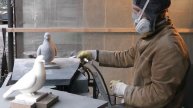 Скульптор Сергей Буханов.Голубь из гранита
