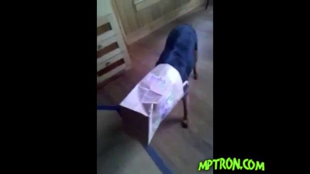 Как деактивировать собаку