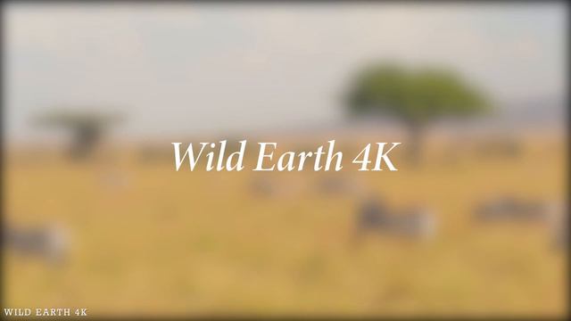 4K African Animals: Hwange National Park - Amazing African Wildlife Footage with Real Sounds in 4K#
