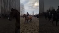 НООКАТ ЛОШАДЬ