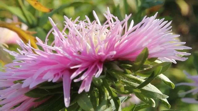 мои астры Canon EOS 550D фулл хд