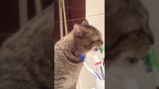 Мой кот чистит зубы по утрам