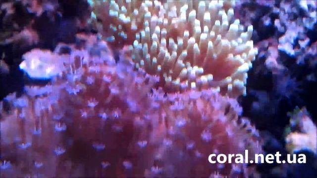 Marine Aquarium 100 liters (морской аквариум 100 литров)