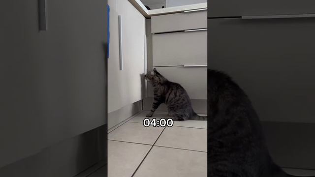 Мой кот, когда надо выспаться