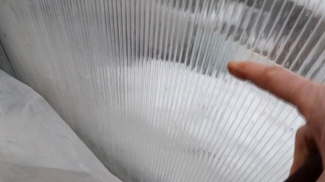 Рассада капусты никогда не вытянется