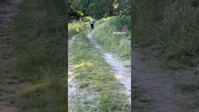 Ору видео