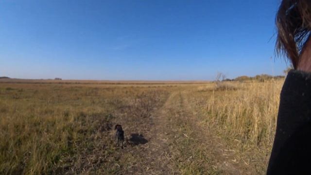 Охота с собакой "Джесси" на фазана в о/х "Теренкара" Промахи и попадания. 22 октября 2023 г.