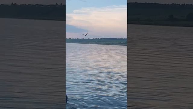 Полёт ястреба над водой