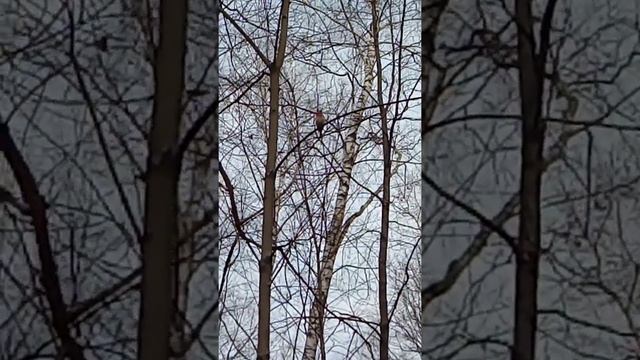 Московские птицы