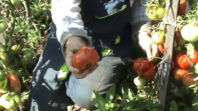 Сахарный бизон Шапка Мономаха Карамель