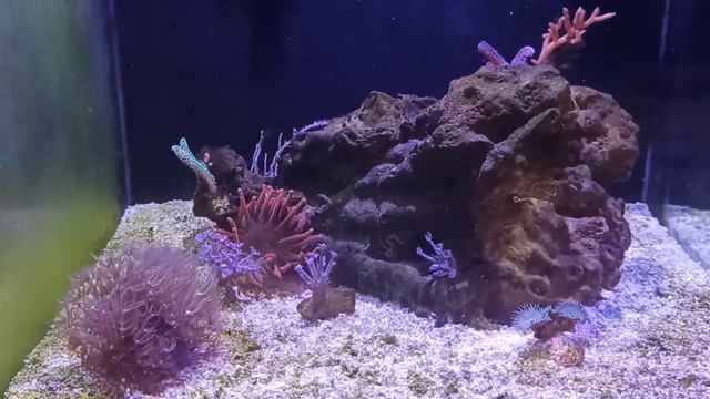 морской аквариум. мое первое море. часть 5.