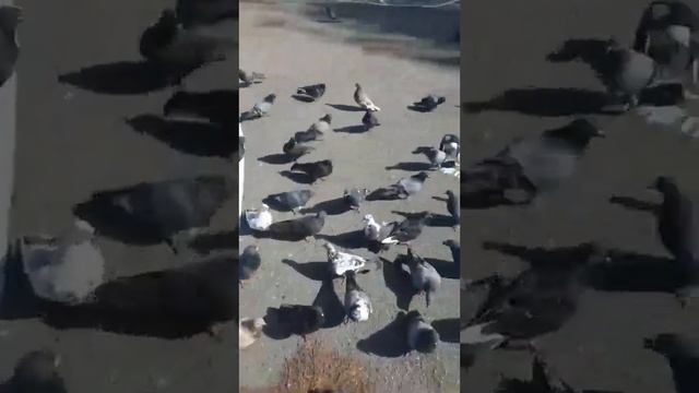 Кормление птиц во славу ИСВ!
