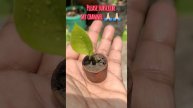 #Short #Bagicha khawahisho ka#chhota sa monye plant