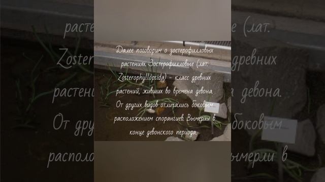 вымершие растения (Cooksonia, Zosterophyllópsida, Psilophytites, Sigillaria) [часть 1]